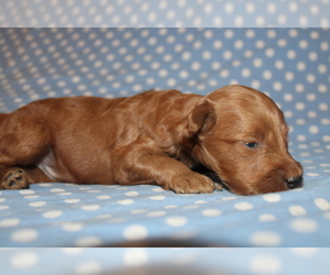 Goldendoodle (Miniature) Puppy for sale in BLMGTN, IN, USA