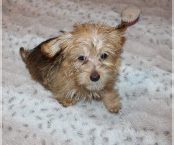 Medium Photo #1 Havanese Puppy For Sale in THAYER, KS, USA