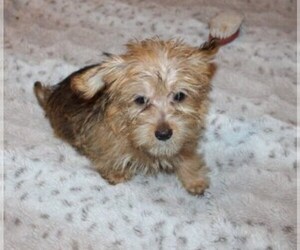 Havanese Puppy for sale in THAYER, KS, USA