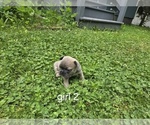 Small #10 French Bulldog