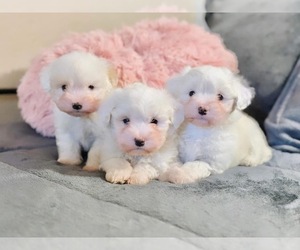 Maltipoo Puppy for sale in SOLANA BEACH, CA, USA