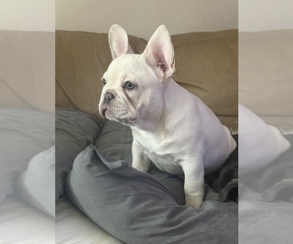 Medium Photo #11 French Bulldog Puppy For Sale in SUSSEX, WI, USA