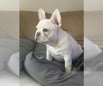 Small Photo #11 French Bulldog Puppy For Sale in SUSSEX, WI, USA