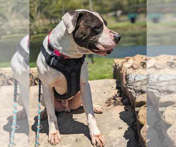 Medium Photo #4 American Bulldog-Unknown Mix Puppy For Sale in Anniston, AL, USA