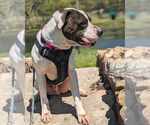 Small #3 American Bulldog Mix