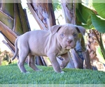 Small Photo #7 American Bully Puppy For Sale in DELTONA, FL, USA