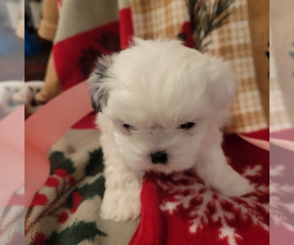 Medium Photo #9 Shih Tzu Puppy For Sale in STAR, NC, USA