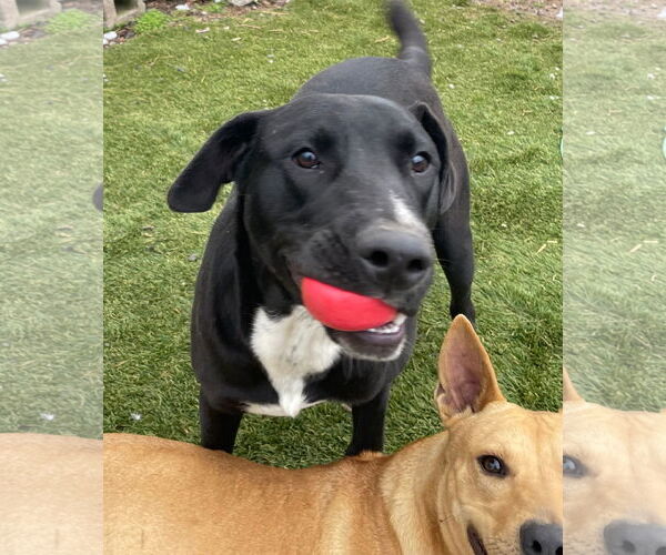 Medium Photo #7 Labrador Retriever-Unknown Mix Puppy For Sale in Tracy City, TN, USA