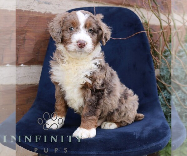 Medium Photo #3 Bernedoodle (Miniature) Puppy For Sale in NARVON, PA, USA