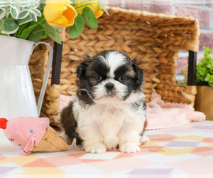 Shih Tzu Puppy for sale in SYRACUSE, IN, USA
