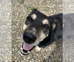 Beagleman Dogs for adoption in Woodsfield, OH, USA