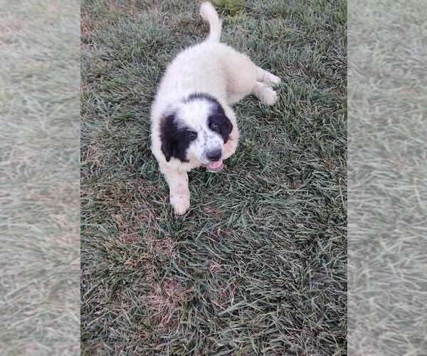 Medium Photo #4 Great Bernese Puppy For Sale in TOPEKA, KS, USA