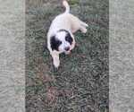 Small #3 Great Bernese