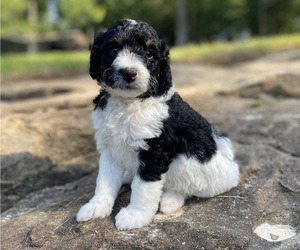 Miniature Bernedoodle Puppy for Sale in LACEYS SPRING, Alabama USA