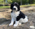 Small Photo #1 Miniature Bernedoodle Puppy For Sale in LACEYS SPRING, AL, USA
