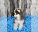 Small Photo #7 Pomsky Puppy For Sale in BELLEVUE, IA, USA