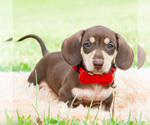 Small #3 Dachshund