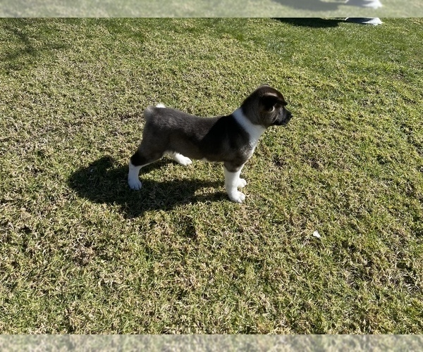 Medium Photo #4 Akita Puppy For Sale in FONTANA, CA, USA