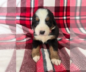 Bernese Mountain Dog Puppy for sale in MONTREAL, MO, USA