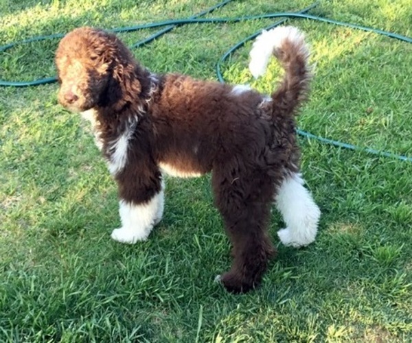 Medium Photo #1 Poodle (Standard) Puppy For Sale in WESTMINSTER, CA, USA