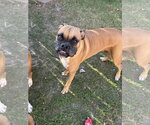 JAXON - Male Boxer Dog for Adoption - Small photo