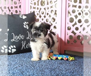 Havanese Puppy for sale in MOUNT VERNON, OH, USA