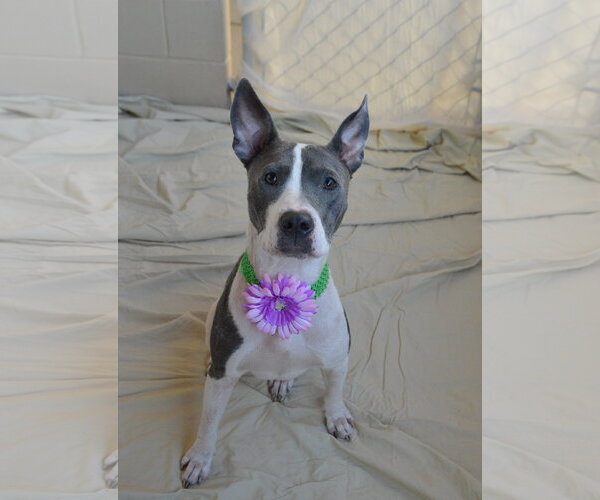 Medium Photo #1 American Pit Bull Terrier-Unknown Mix Puppy For Sale in McKinney, TX, USA