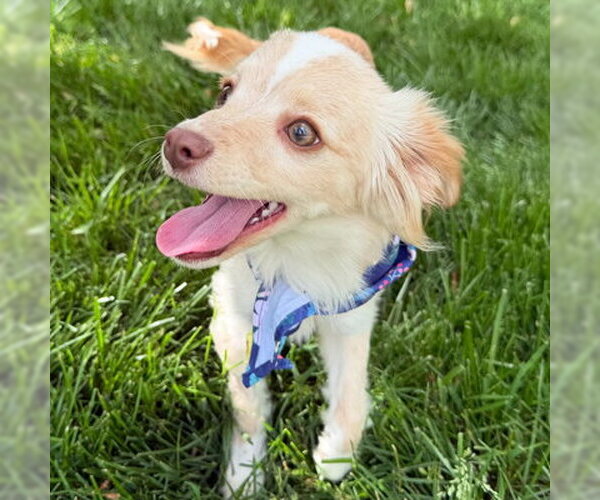 Medium Photo #5 Pomeranian Puppy For Sale in Arlington, VA, USA