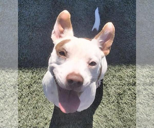 Medium Photo #4 Mutt Puppy For Sale in Rockwall, TX, USA