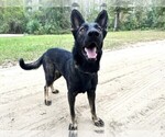 Small #1 German Shepherd Dog