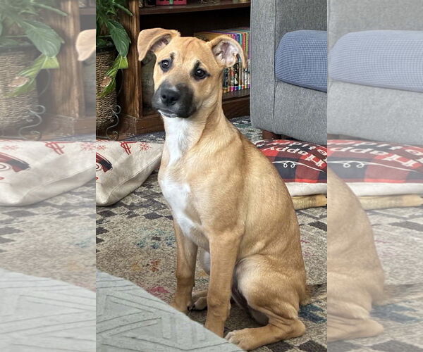 Medium Photo #2 Boxer-Unknown Mix Puppy For Sale in Burnsville, MN, USA