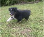 Small Photo #3 Australian Shepherd Puppy For Sale in YADKINVILLE, NC, USA
