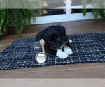 Small Photo #10 Miniature American Shepherd Puppy For Sale in DAWSON, GA, USA