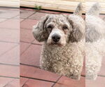Small #1 Poodle (Miniature)