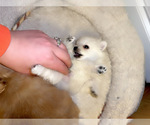 Small Photo #8 Pomeranian Puppy For Sale in ALBUQUERQUE, NM, USA