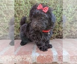 Small #6 Maltese-Poodle (Toy) Mix