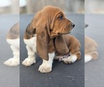 Small Photo #55 Basset Hound Puppy For Sale in GREENLEAF, WI, USA