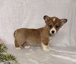Small #1 Pembroke Welsh Corgi