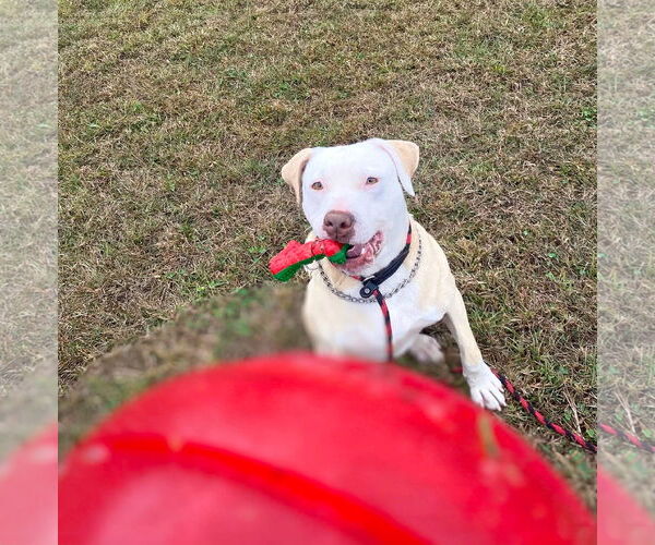 Medium Photo #5 Mutt Puppy For Sale in Unionville, PA, USA