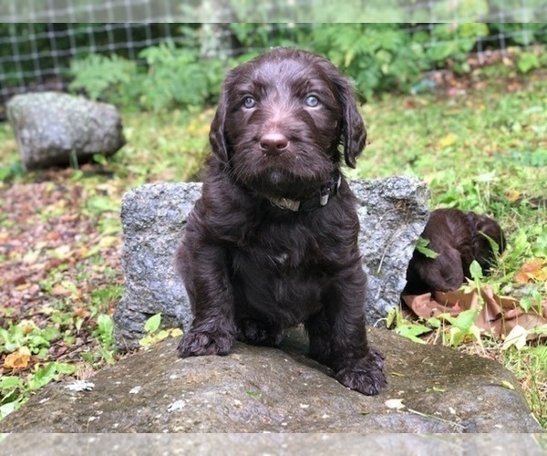 Medium Photo #7 Labradoodle Puppy For Sale in SAGINAW, MN, USA
