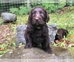 Small Photo #7 Labradoodle Puppy For Sale in SAGINAW, MN, USA