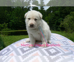 Small #1 German Shepherd Dog
