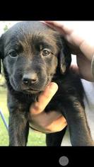 Labrador Retriever Puppy for sale in MARION, IN, USA