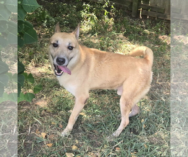 Medium Photo #6 Black Mouth Cur-Carolina Dog Mix Puppy For Sale in Jackson, MS, USA