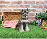 Small #9 Schnauzer (Miniature)