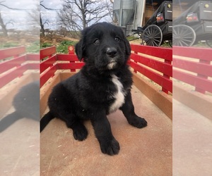 Golden Retriever-Greater Swiss Mountain Dog Mix Puppy for sale in LA CROSSE, WI, USA