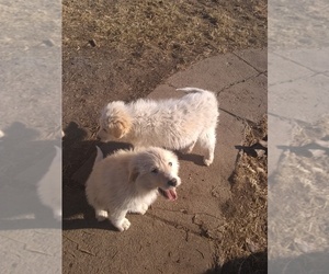 Great Pyrenees-Komondor Mix Puppy for sale in COOK, NE, USA