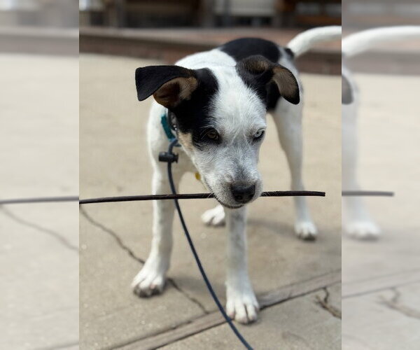 Medium Photo #12 Mutt Puppy For Sale in Sandy, UT, USA