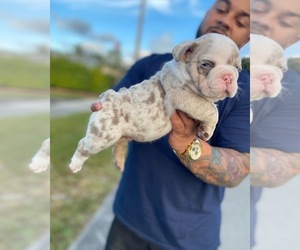 American Bully Puppy for sale in MIAMI, FL, USA