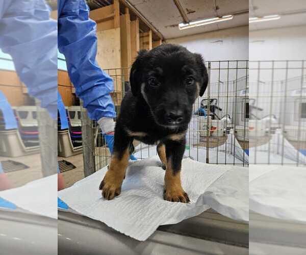 Medium Photo #1 Mutt Puppy For Sale in Calgary, Alberta, Canada